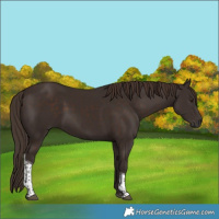 Horse Color:Liver Chestnut Tobiano