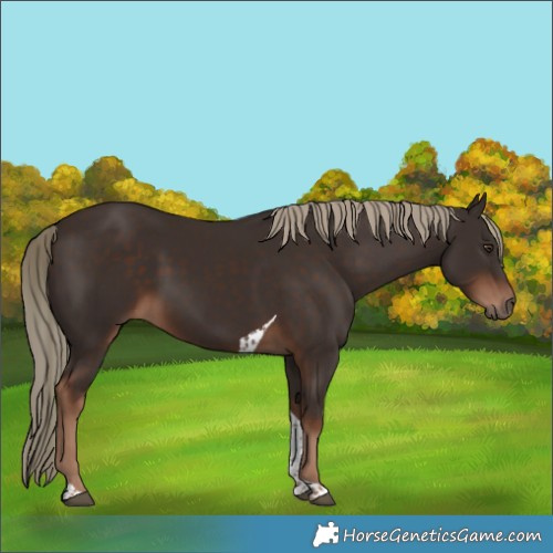 Horse Color:Liver Chestnut Tobiano 