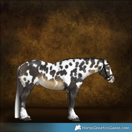 Horse Color:Buckskin Splash Tobiano Skewed Appaloosa Rabicano 