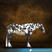 Horse Color:Buckskin Splash Tobiano Skewed LP Spotted Rabicano 