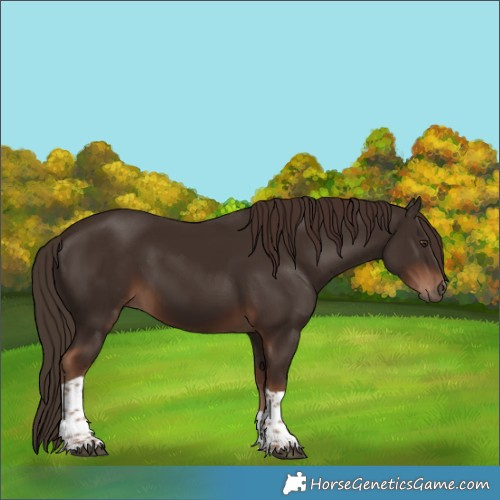 Horse Color:Liver Chestnut Tobiano 