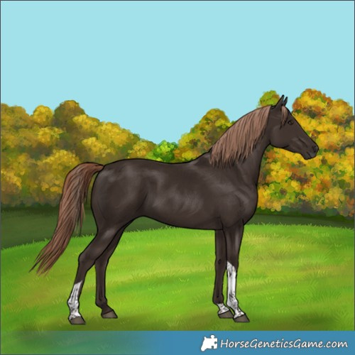 Horse Color:Liver Chestnut Tobiano