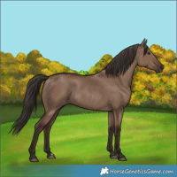 Horse Color:Liver Red Dun Rabicano 