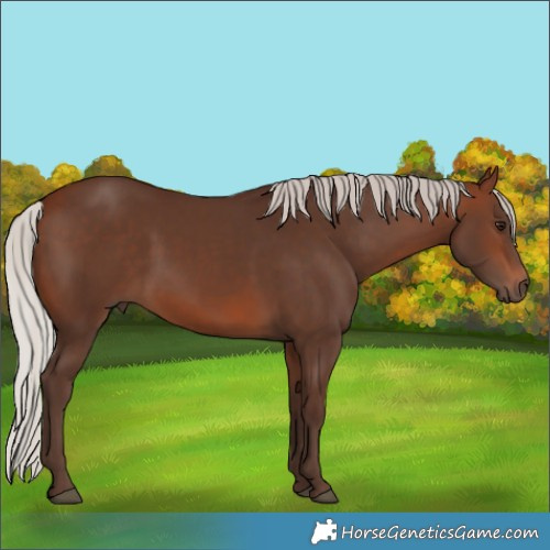Horse Color:Silver Brown Rabicano
