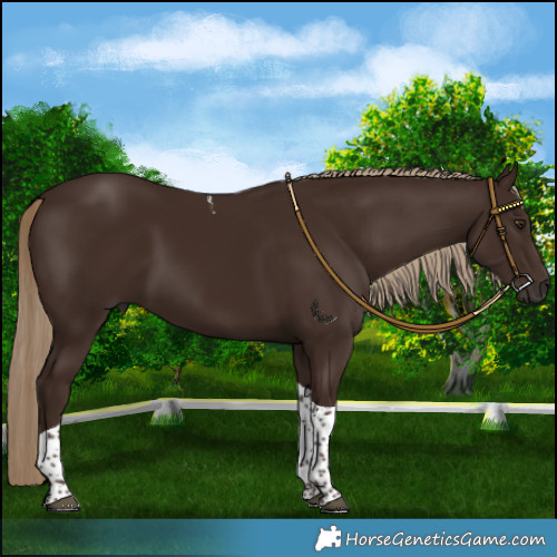 Horse Color:Liver Chestnut Tobiano 