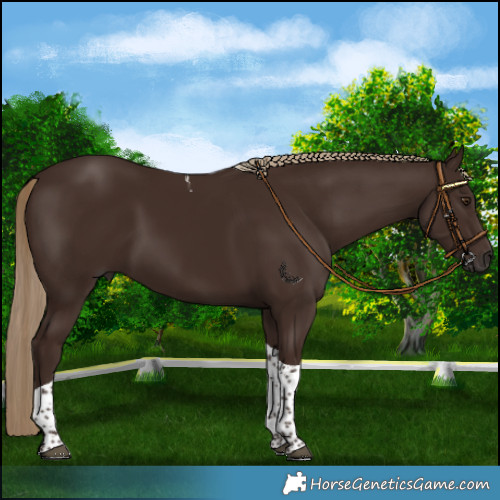 Horse Color:Liver Chestnut Tobiano 