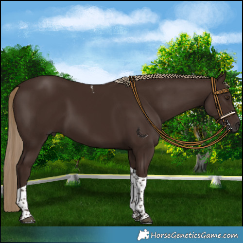 Horse Color:Liver Chestnut Tobiano 