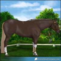Horse Color:Liver Chestnut Tobiano