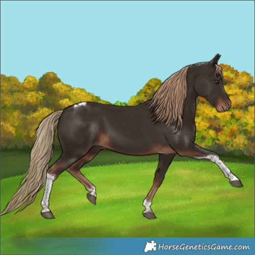 Horse Color:Liver Chestnut Tobiano 