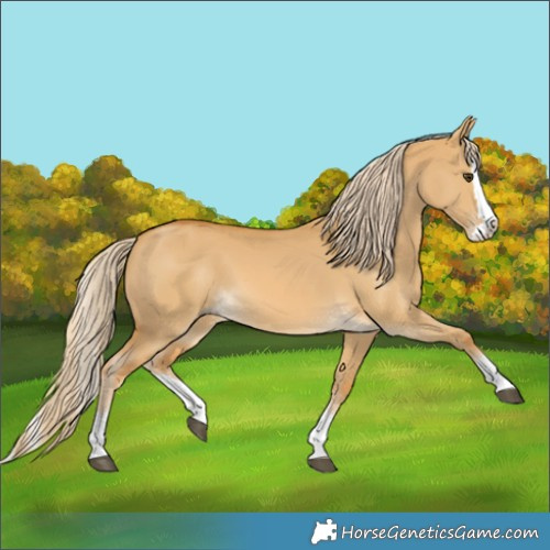 Horse Color:Palomino Dun Splash 