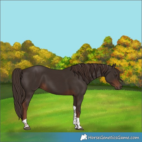 Horse Color:Liver Chestnut Tobiano 