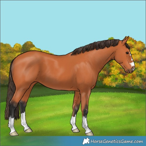 Horse Color:Bay 