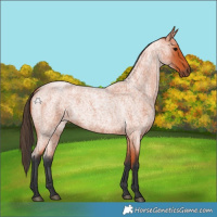 Horse Color:Bay Roan 