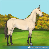 Horse Color:Buckskin Dun 