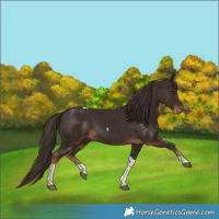 Horse Color:Liver Chestnut Tobiano 