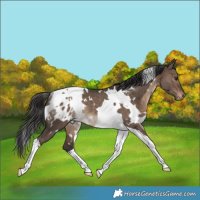 Horse Color:White Spotted Brown Dun Tobiano Blanket Rabicano