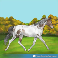 Horse Color:White Spotted Bay Dun Tobiano Rabicano
