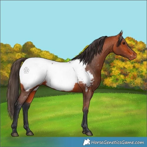 Horse Color:Bay Appaloosa