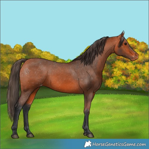 Horse Color:Bay Appaloosa