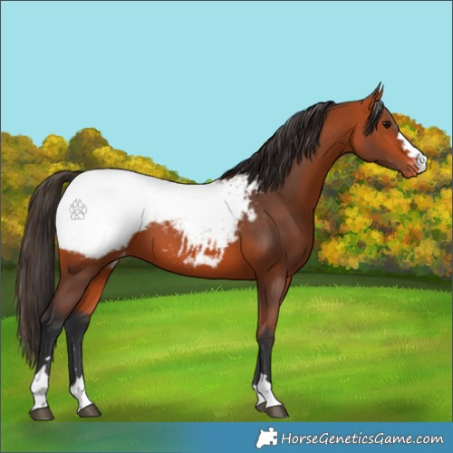 Horse Color:Bay Appaloosa 