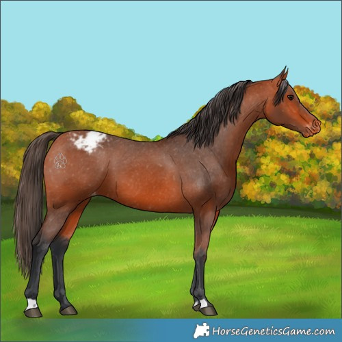 Horse Color:Bay Appaloosa