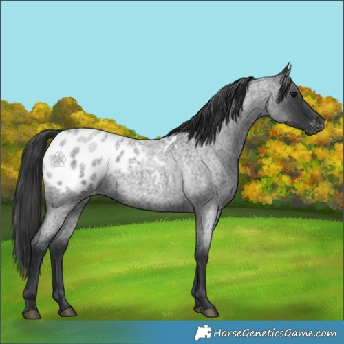 Horse Color:Blue Roan Appaloosa
