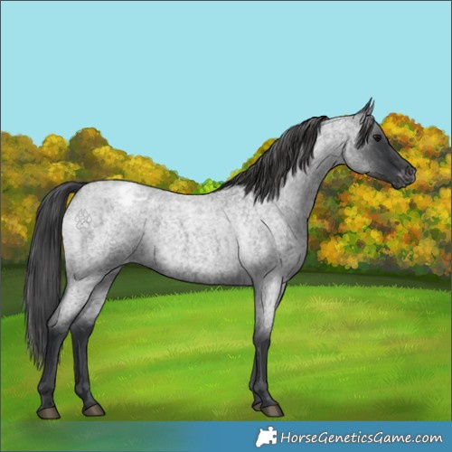 Horse Color:Blue Roan Appaloosa 
