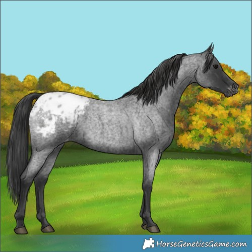 Horse Color:Blue Roan Appaloosa 