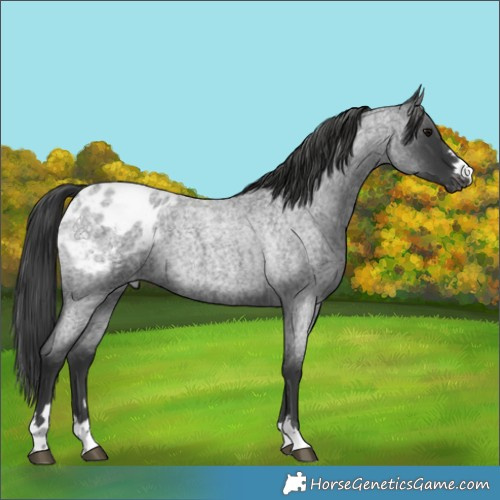 Horse Color:Blue Roan Blanket 