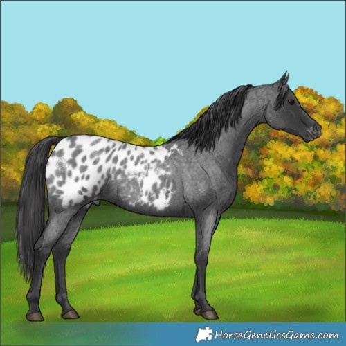 Horse Color:Blue Roan Near Leopard 