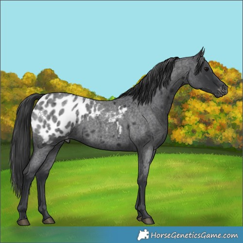 Horse Color:Blue Roan Blanket