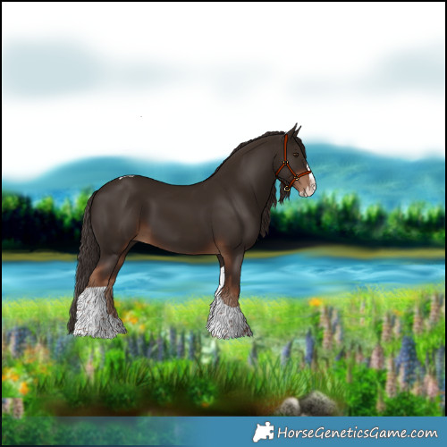 Horse Color:Liver Chestnut Splash Tobiano 