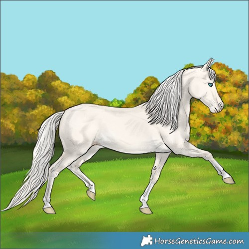 Horse Color:Cremello Dun Tobiano 