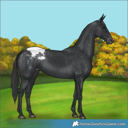 Horse Color:Black Appaloosa