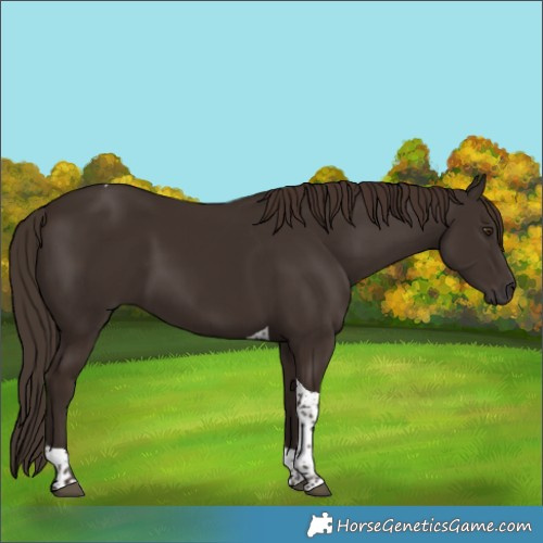 Horse Color:Liver Chestnut Tobiano 