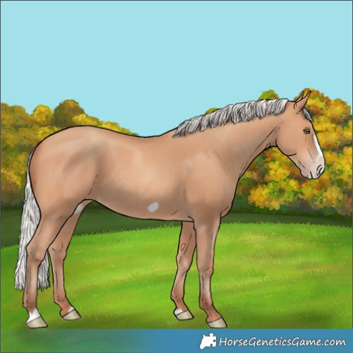 Horse Color:Silver Amber Champagne Frame 