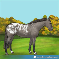Horse Color:Grullo Appaloosa 