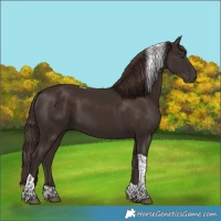 Horse Color:Liver Chestnut Tobiano