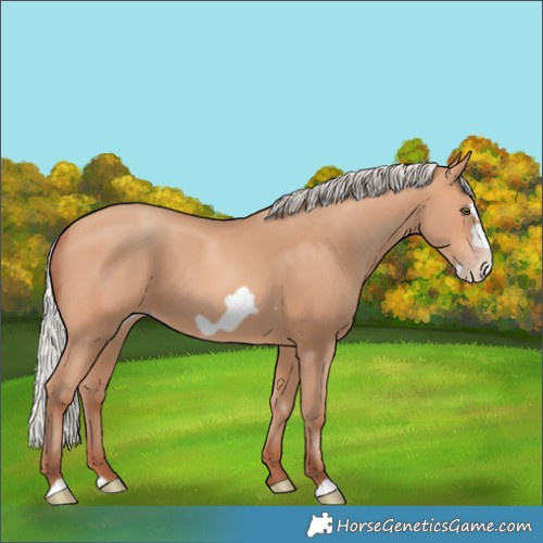 Horse Color:Silver Amber Champagne Frame 