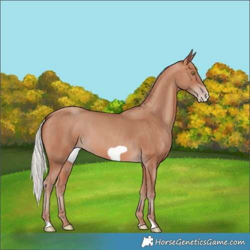 Horse Color:Silver Sable Champagne Frame 