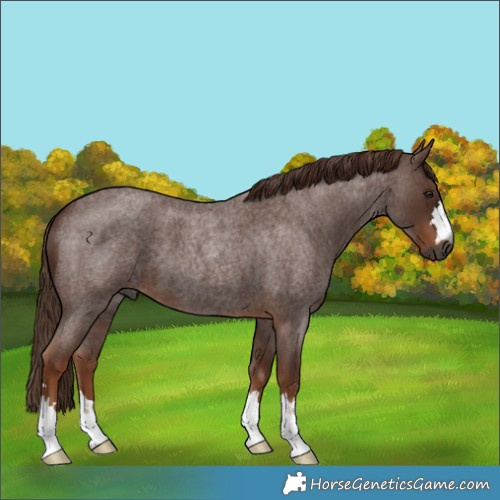 Horse Color:Gray Red Roan 