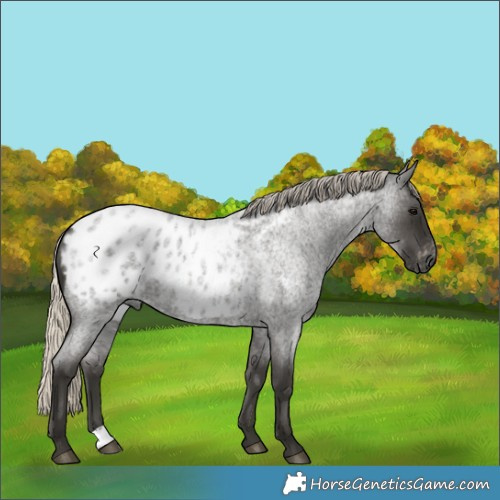 Horse Color:Gray Silver Smoky Blue Roan Appaloosa 