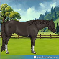 Horse Color:Liver Chestnut Tobiano