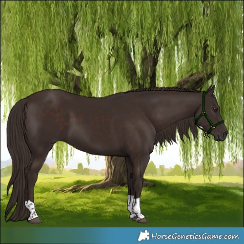 Horse Color:Liver Chestnut Tobiano 