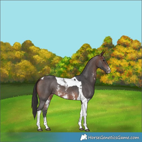 Horse Color:Brown Sabino Tobiano 