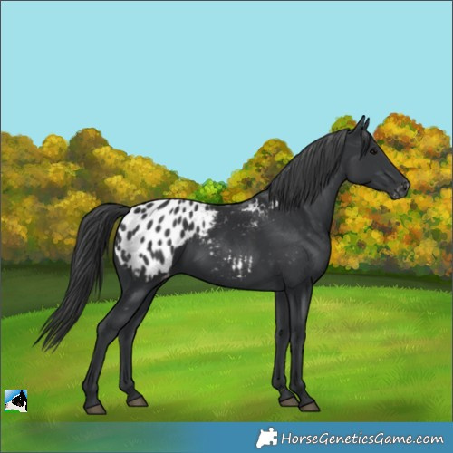 Horse Color:Black Appaloosa Rabicano