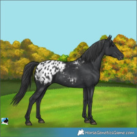 Horse Color:Black Appaloosa Rabicano 