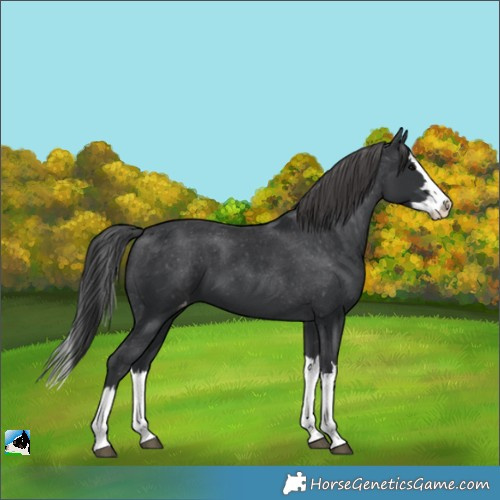 Horse Color:Black Splash Appaloosa 