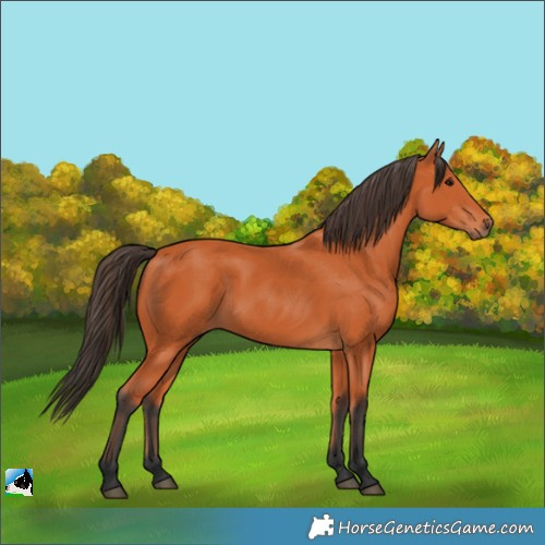 Horse Color:Bay 