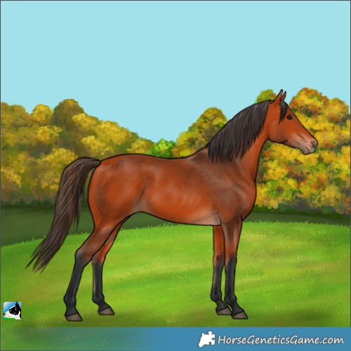 Horse Color:Bay 